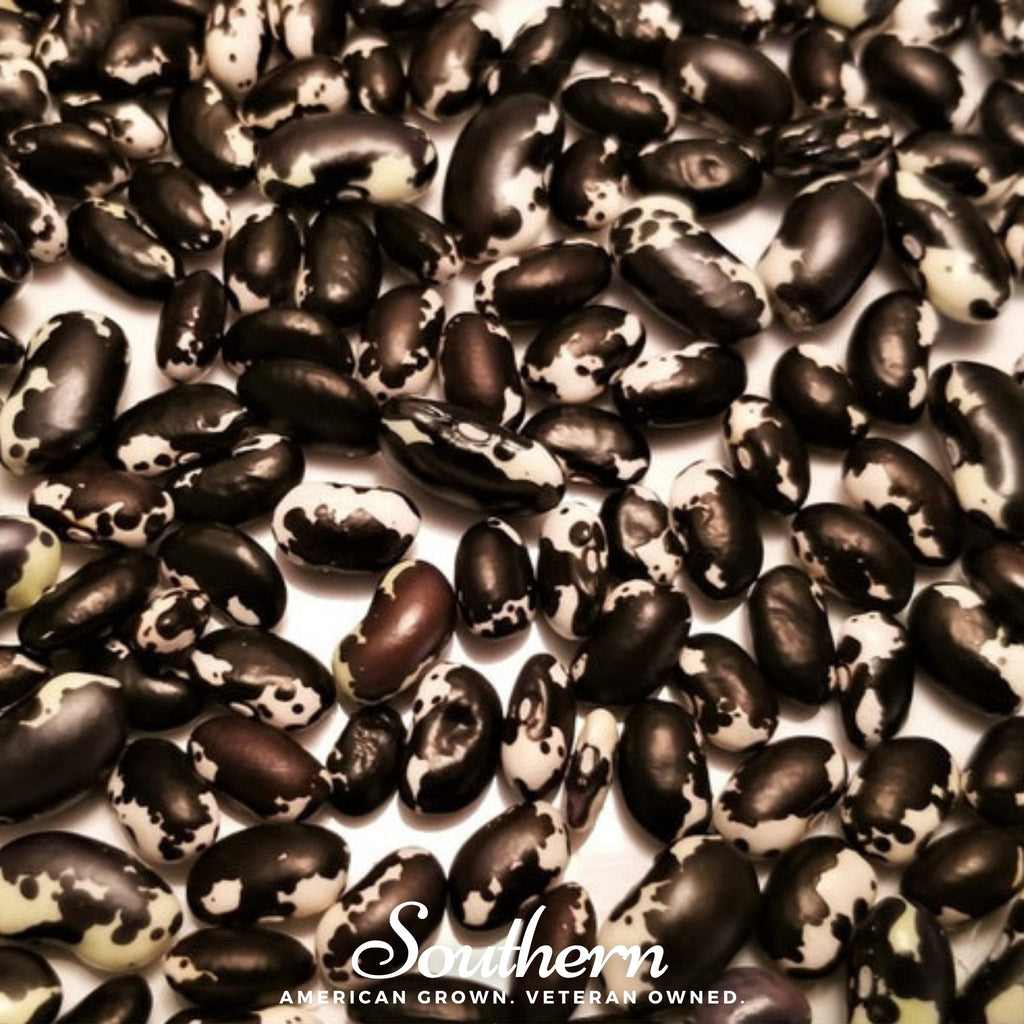 Calypso Orca Bean (Bush) – 25 Seeds Southern Seeds