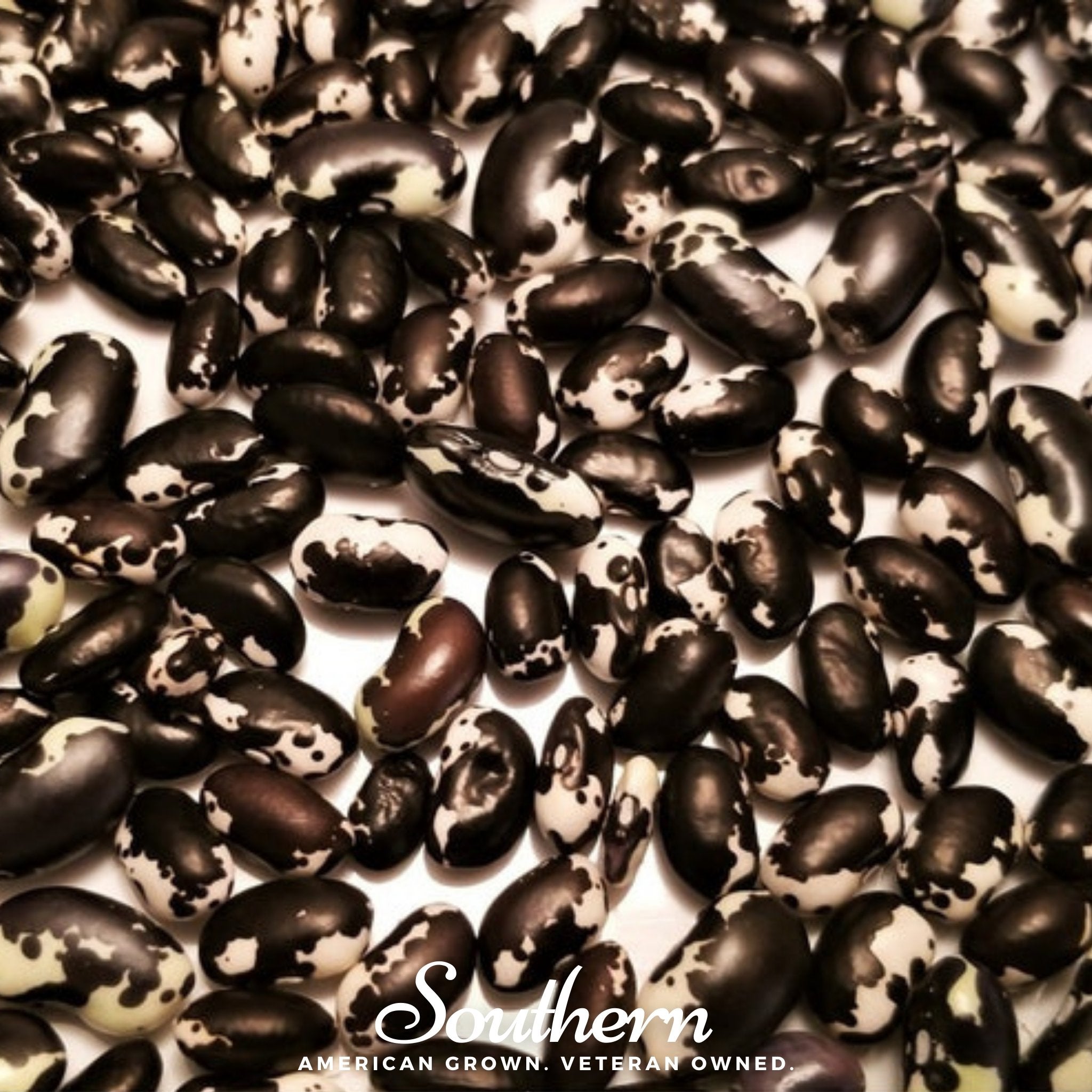 Calypso Orca Bean (Bush) – 25 Seeds Southern Seeds