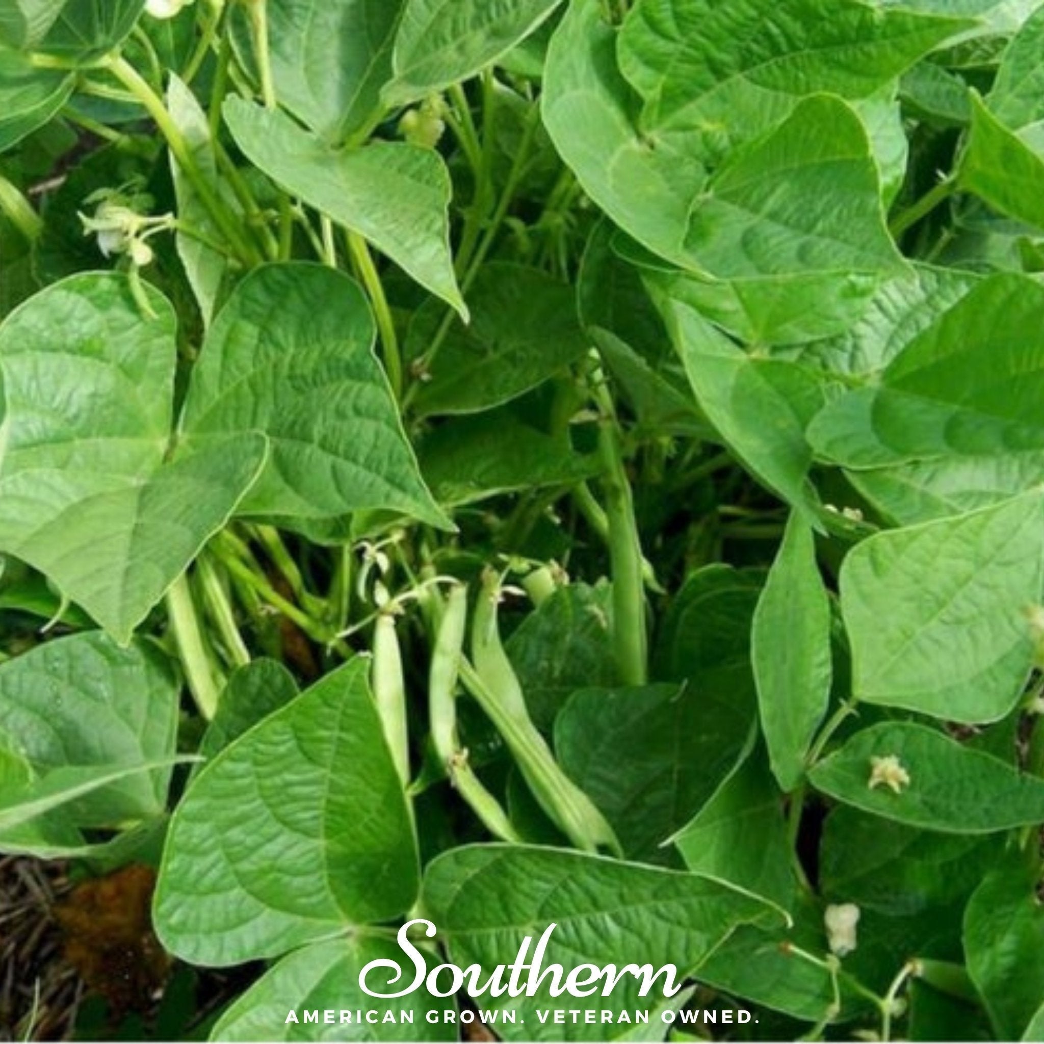 Calypso Orca Bean (Bush) – 25 Seeds Southern Seeds