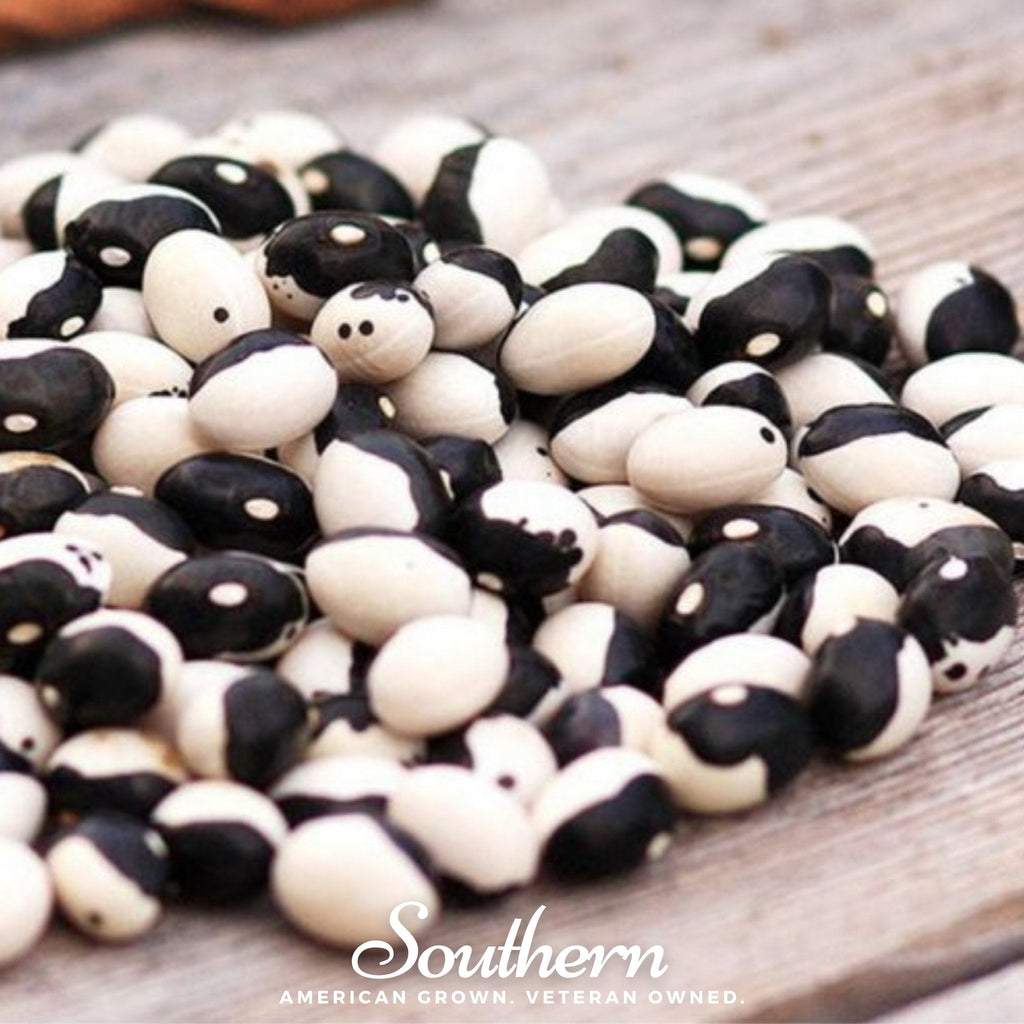 Calypso Orca Bean (Bush) – 25 Seeds Southern Seeds