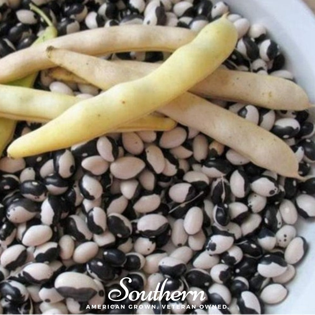 Calypso Orca Bean (Bush) – 25 Seeds Southern Seeds