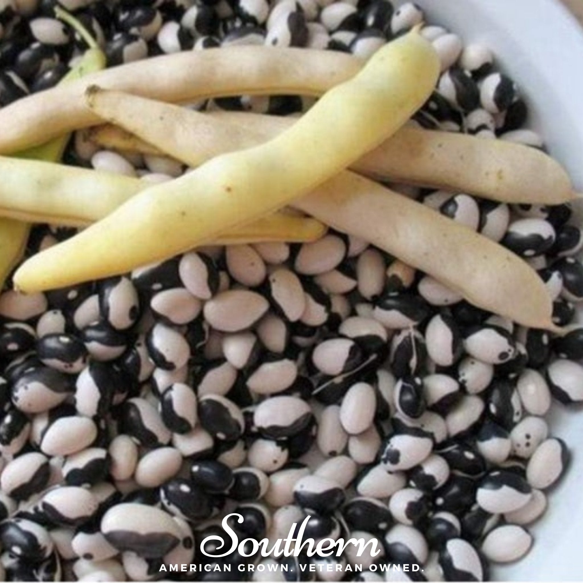 Calypso Orca Bean (Bush) – 25 Seeds Southern Seeds