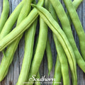 Contender Bean (Bush) – 30 Seeds Southern Seeds