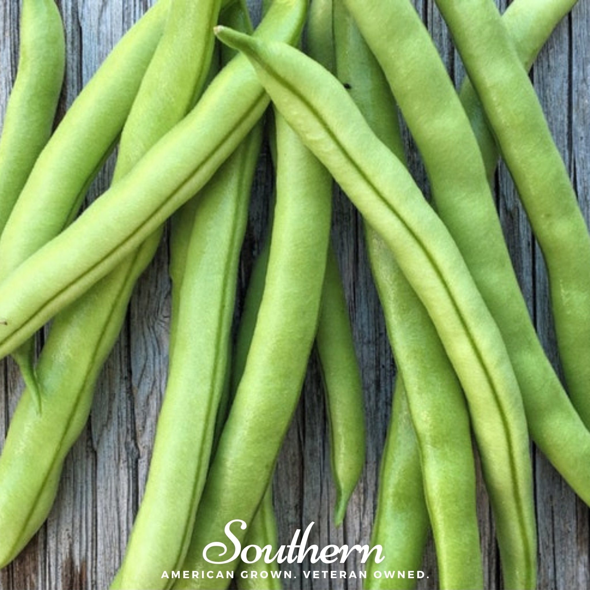 Contender Bean (Bush) – 30 Seeds Southern Seeds