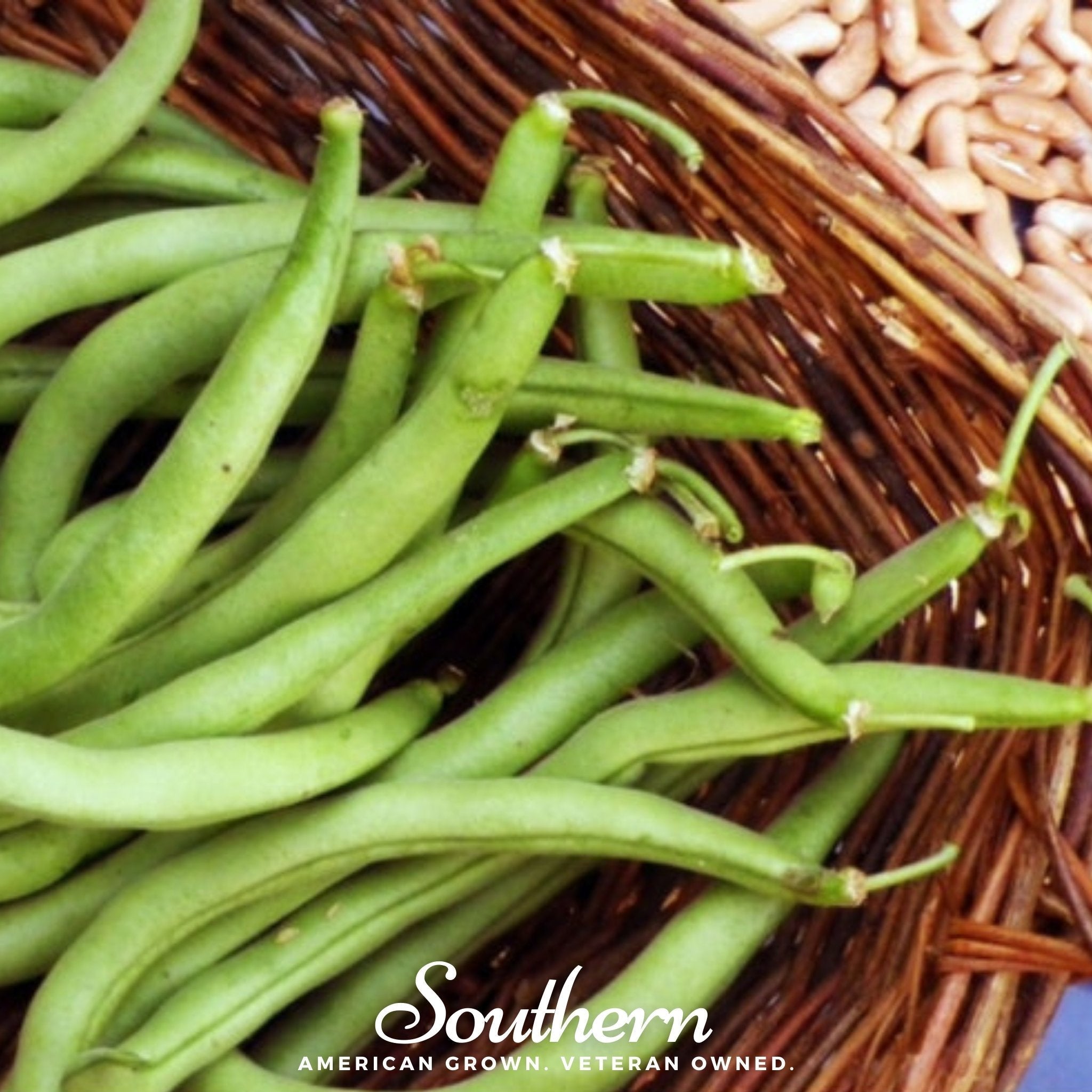 Contender Bean (Bush) – 30 Seeds Southern Seeds