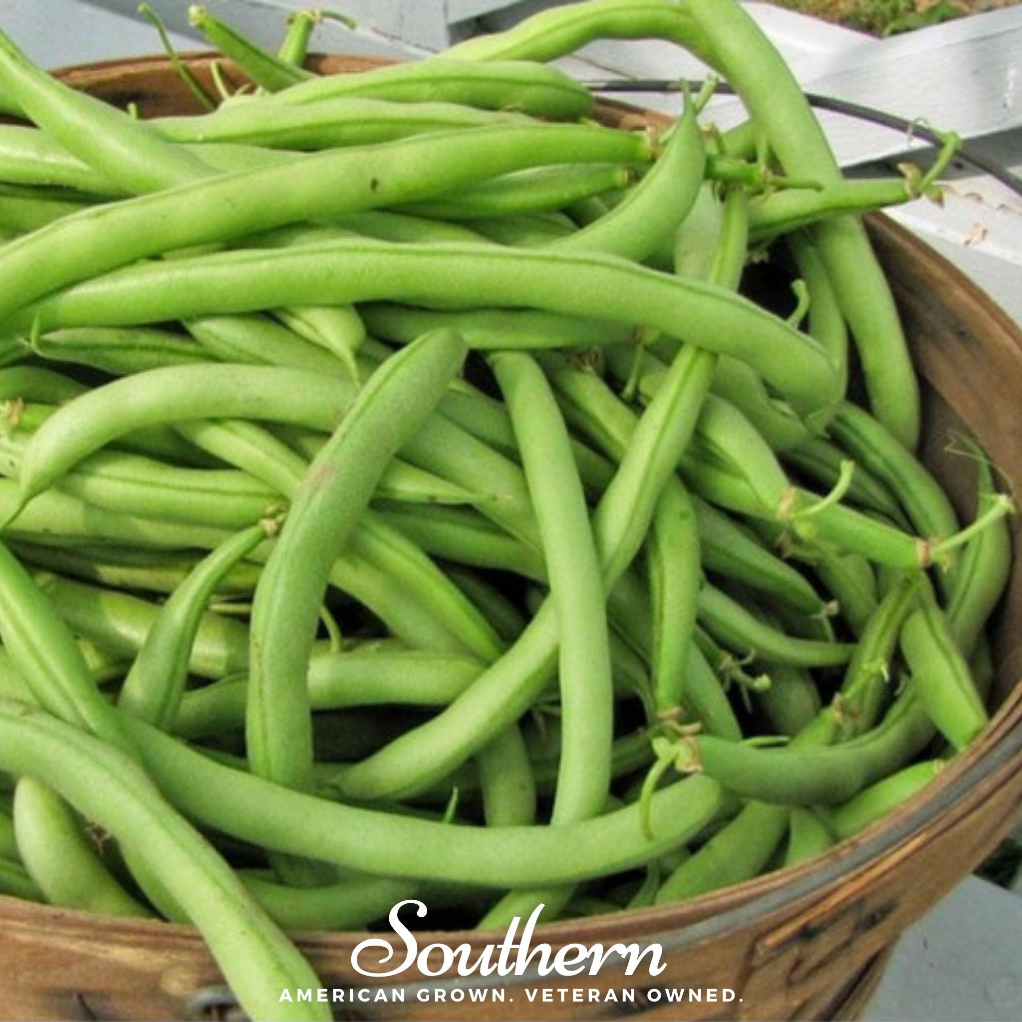 Contender Bean (Bush) – 30 Seeds Southern Seeds