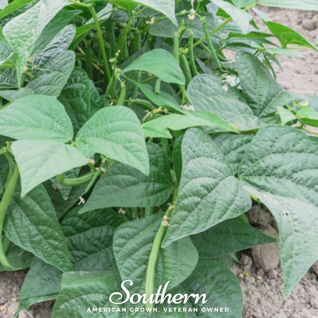 Contender Bean (Bush) – 30 Seeds Southern Seeds