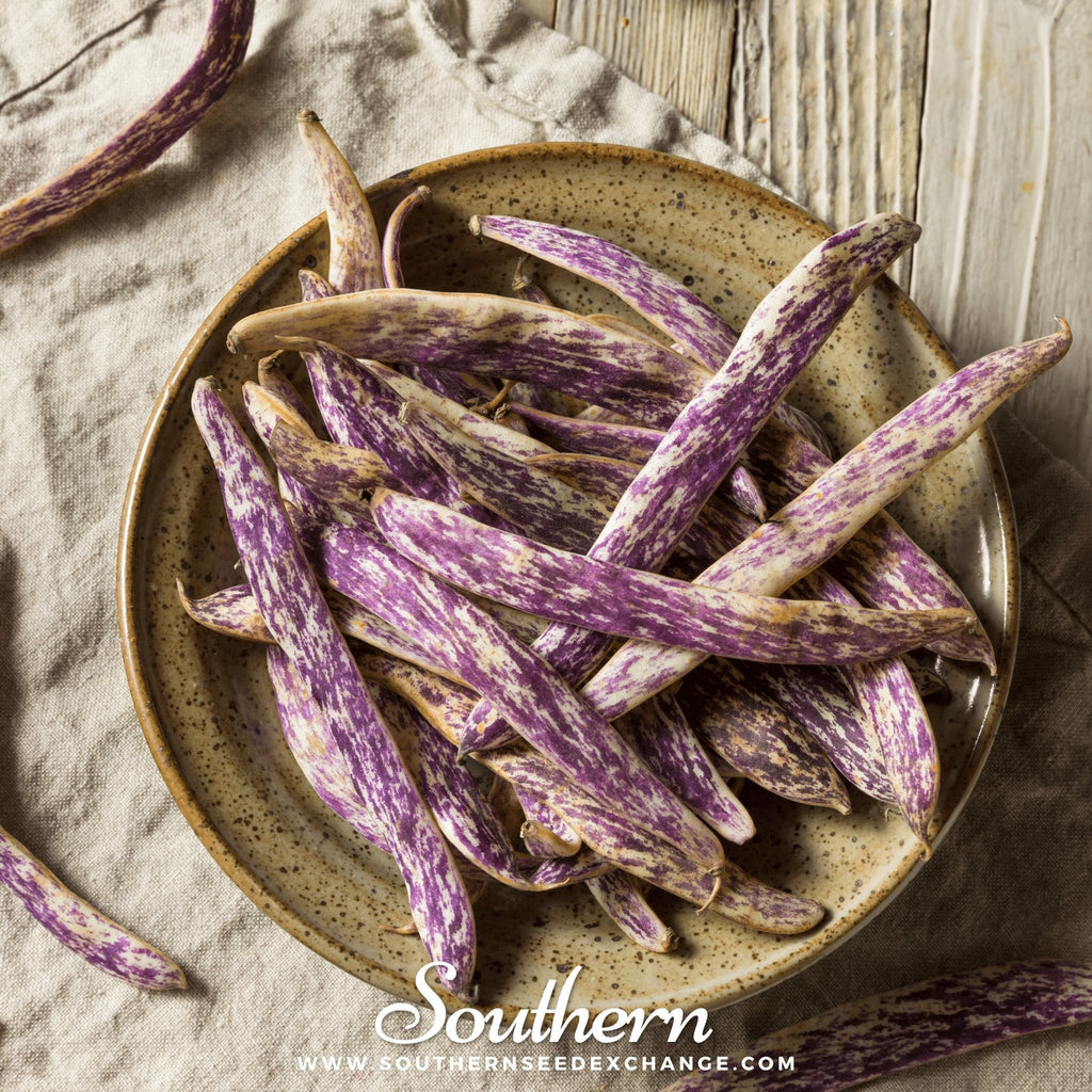 Dragon's Tongue Bean (Bush) – 20 Seeds Southern Seeds