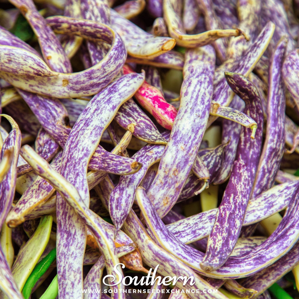 Dragon's Tongue Bean (Bush) – 20 Seeds Southern Seeds