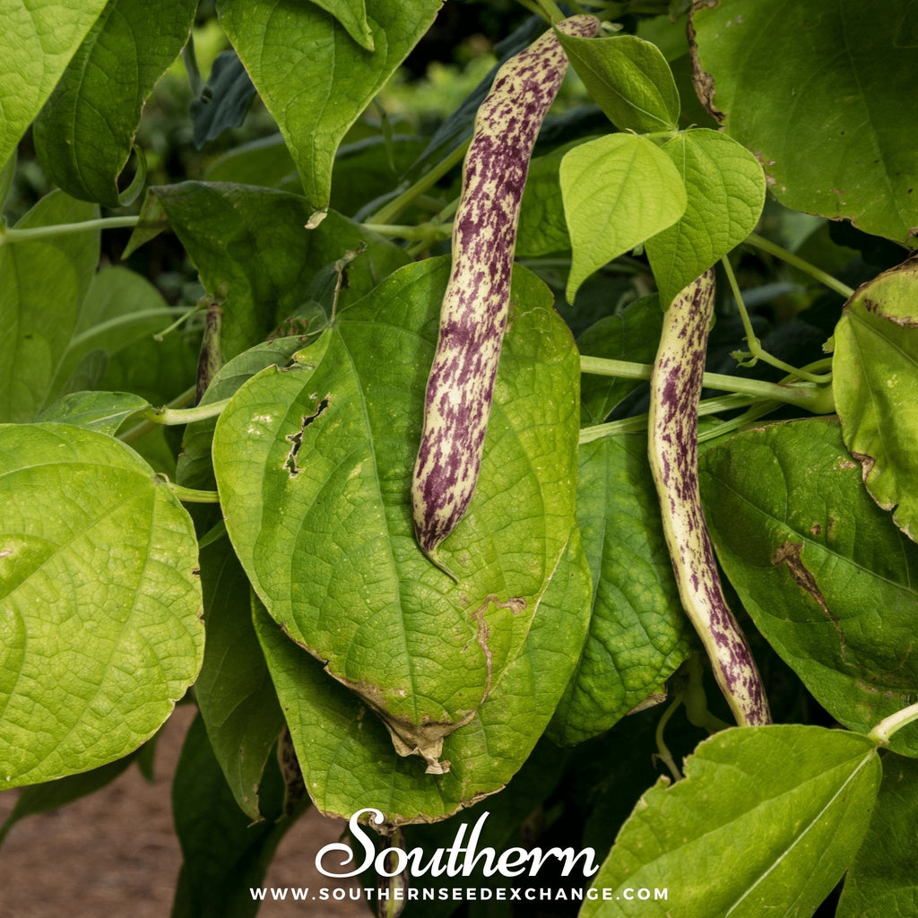 Dragon's Tongue Bean (Bush) – 20 Seeds Southern Seeds