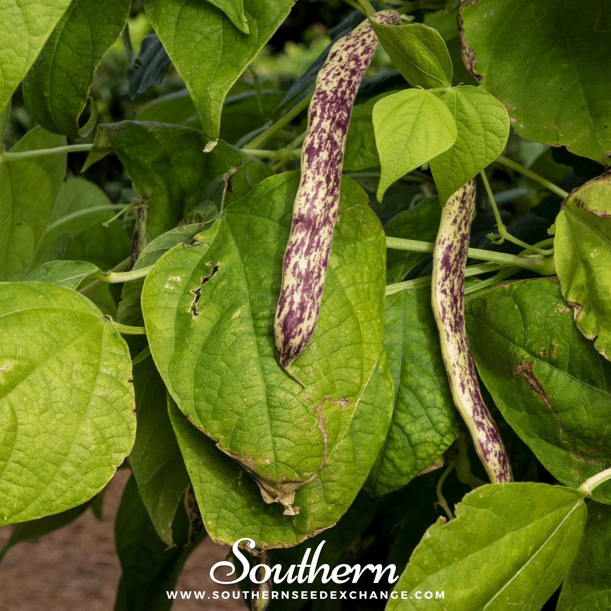 Dragon's Tongue Bean (Bush) – 20 Seeds Southern Seeds