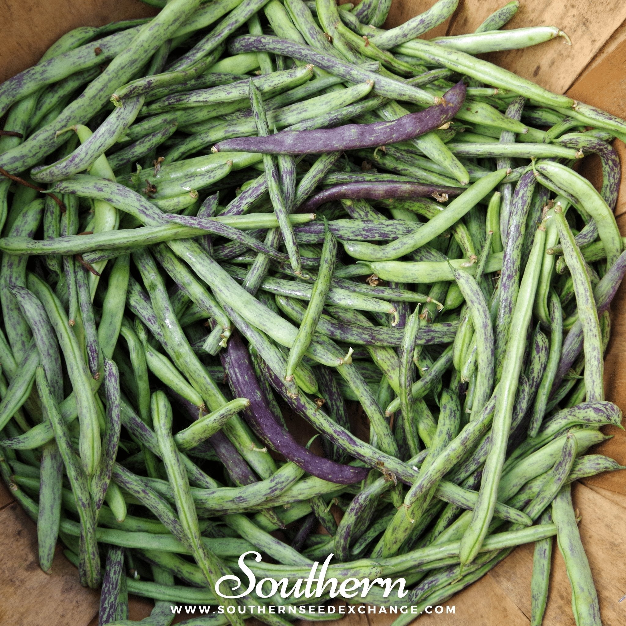 Dragon's Tongue Bean (Bush) – 20 Seeds Southern Seeds