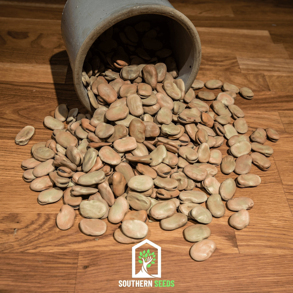 Broad Windsor Fava Bean – 10 Seeds Southern Seeds