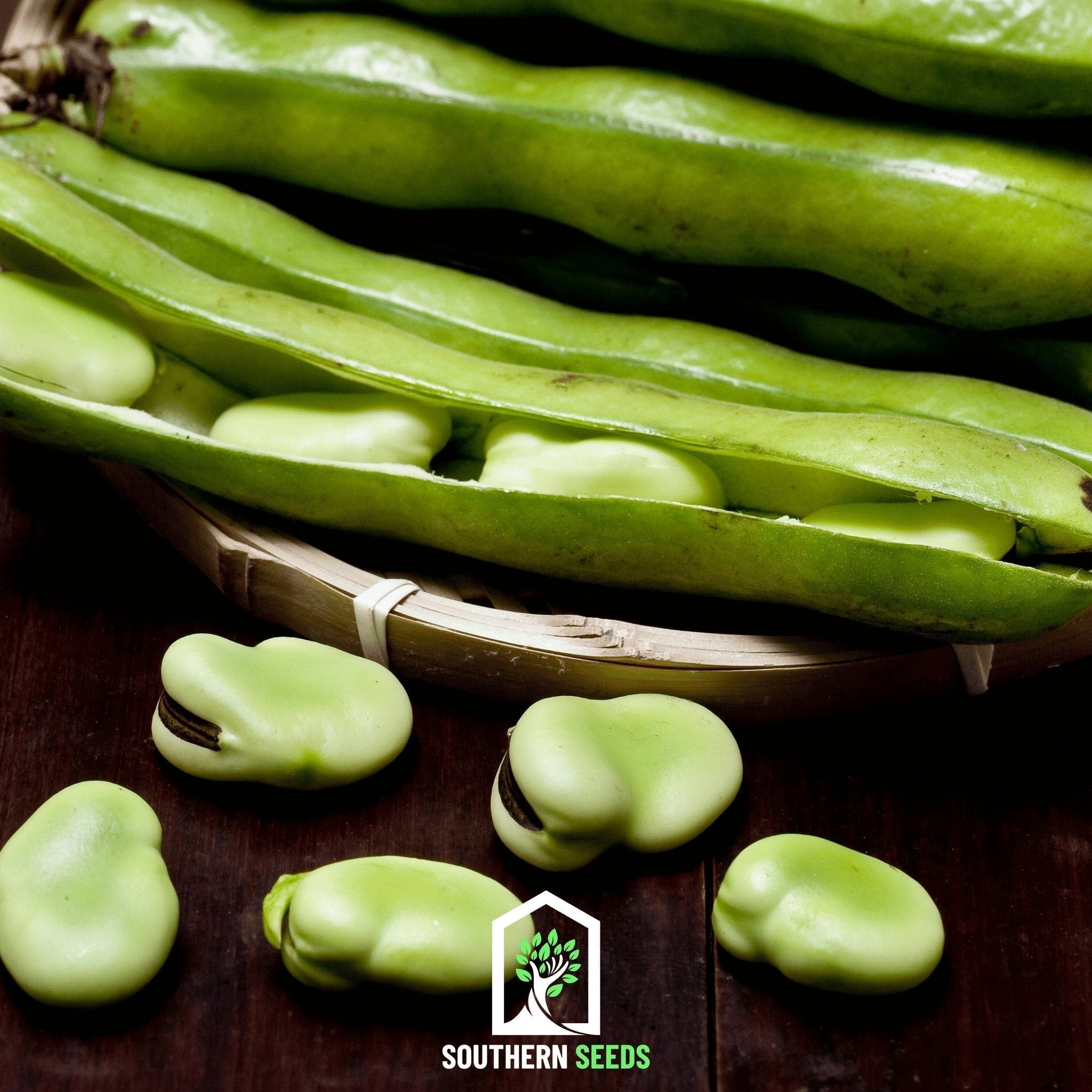 Broad Windsor Fava Bean – 10 Seeds Southern Seeds