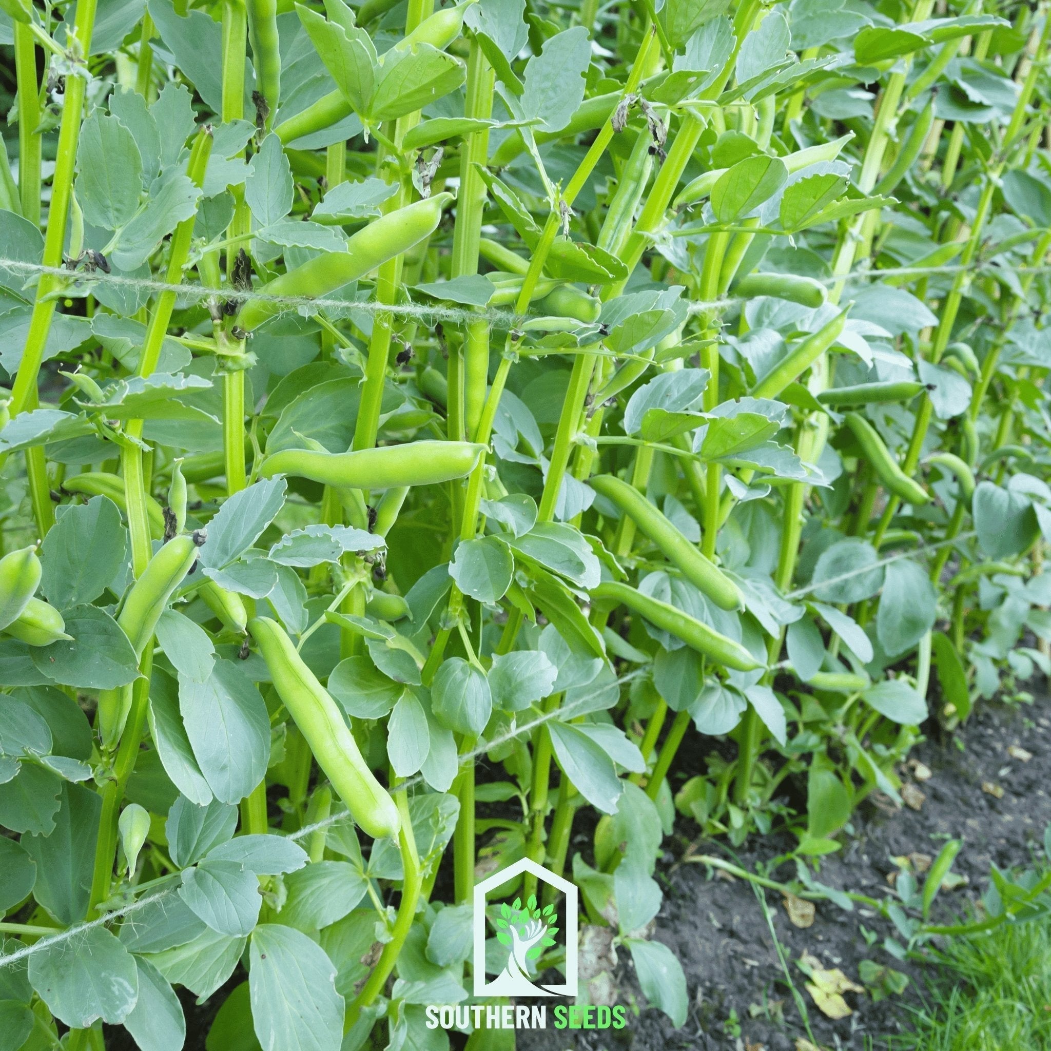 Broad Windsor Fava Bean – 10 Seeds Southern Seeds