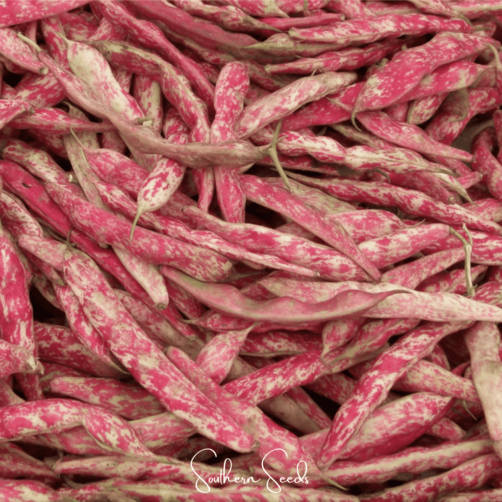 Bean, French Horticulture (Bush) – 30 Seeds Southern Seeds