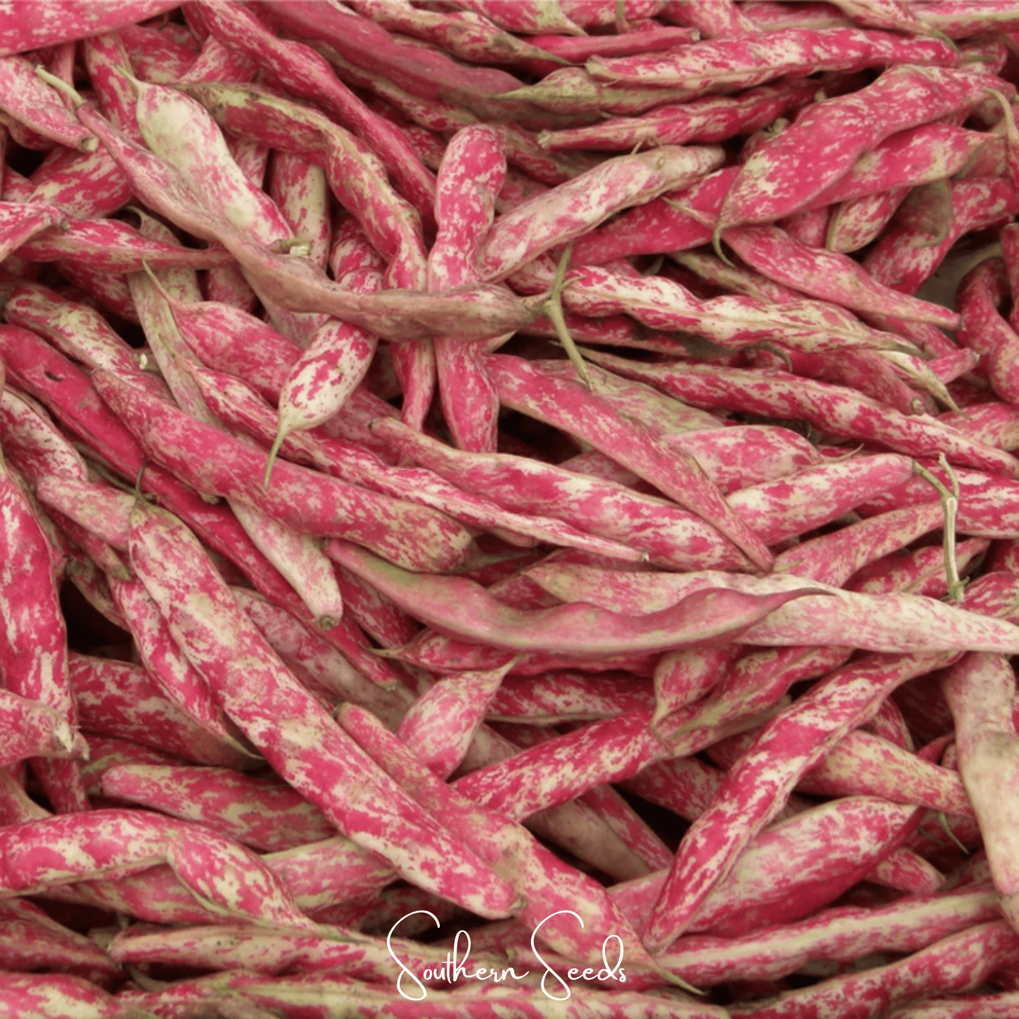 Bean, French Horticulture (Bush) – 30 Seeds Southern Seeds