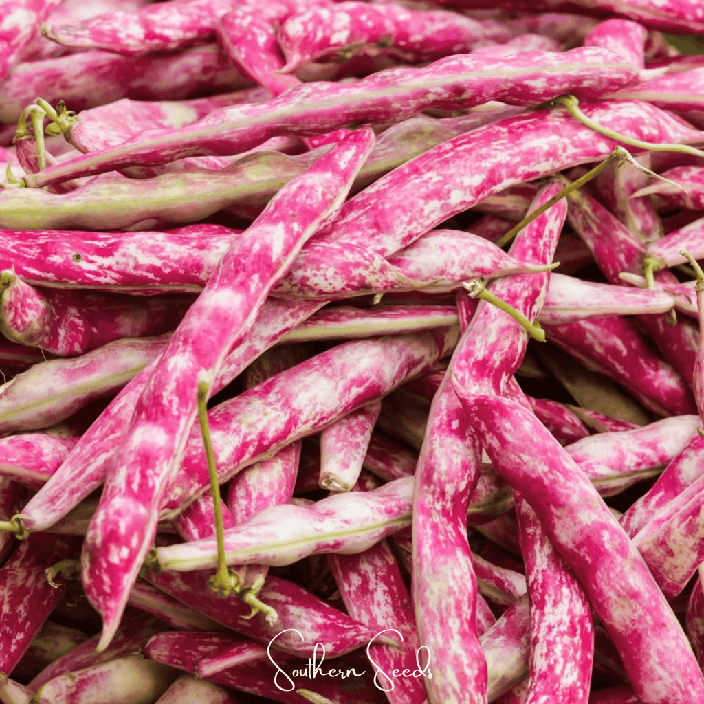 Bean, French Horticulture (Bush) – 30 Seeds Southern Seeds