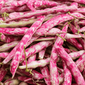 Bean, French Horticulture (Bush) – 30 Seeds Southern Seeds