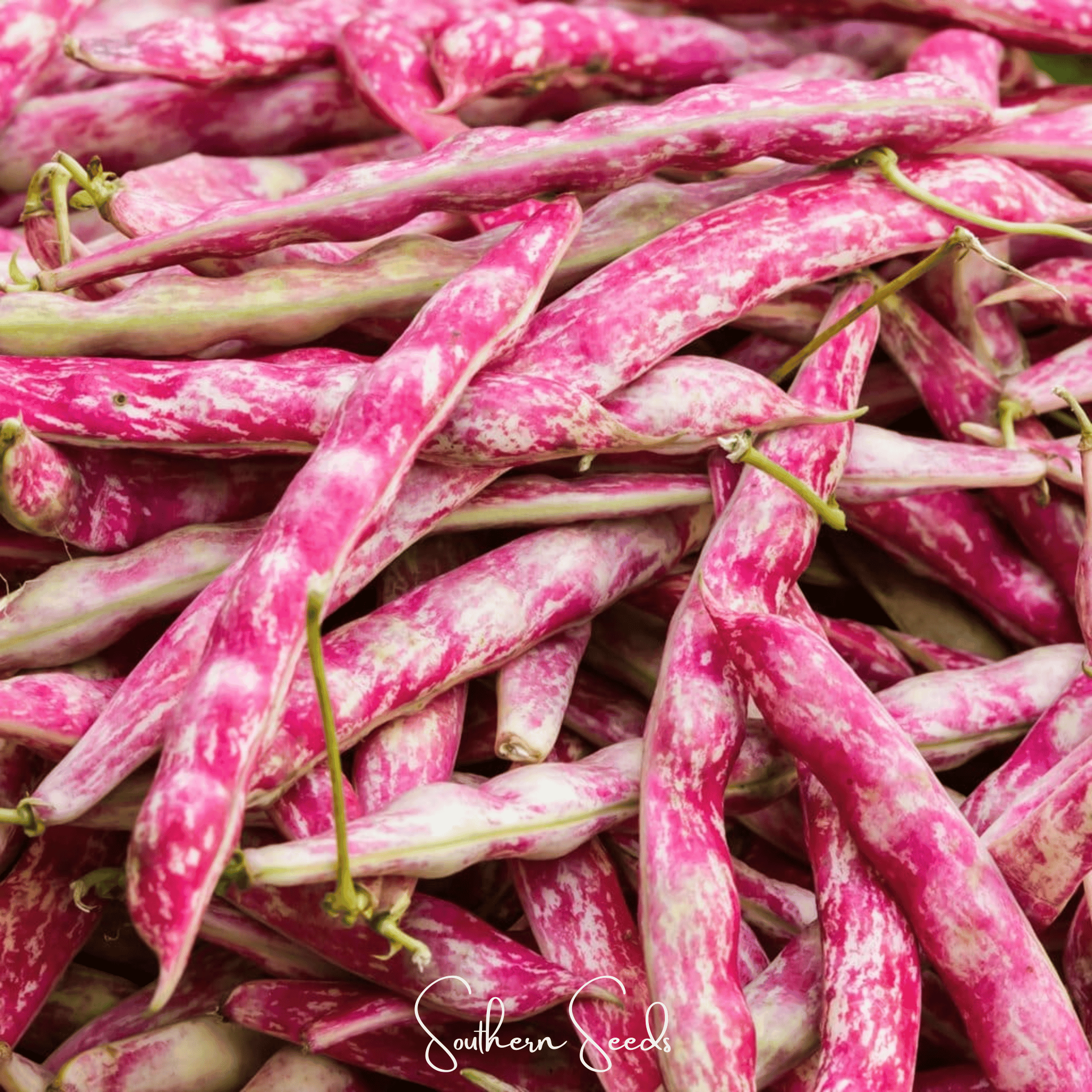 Bean, French Horticulture (Bush) – 30 Seeds Southern Seeds