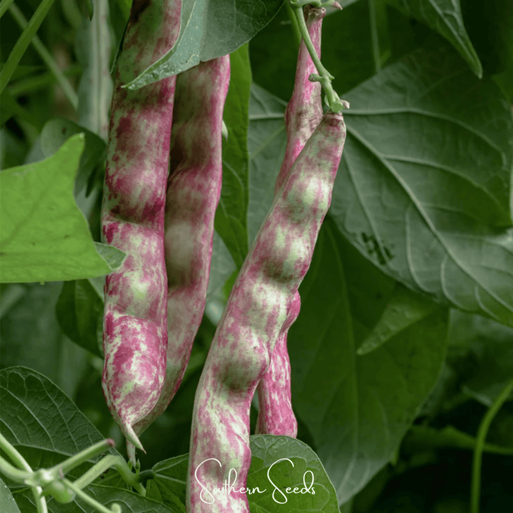 Bean, French Horticulture (Bush) – 30 Seeds Southern Seeds