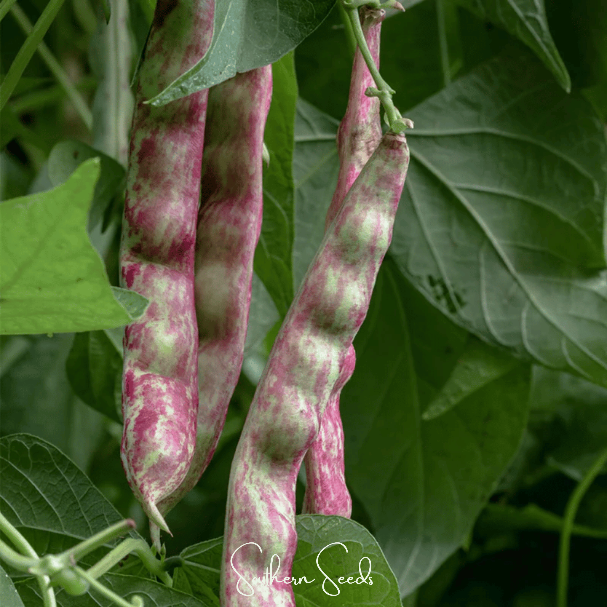 Bean, French Horticulture (Bush) – 30 Seeds Southern Seeds