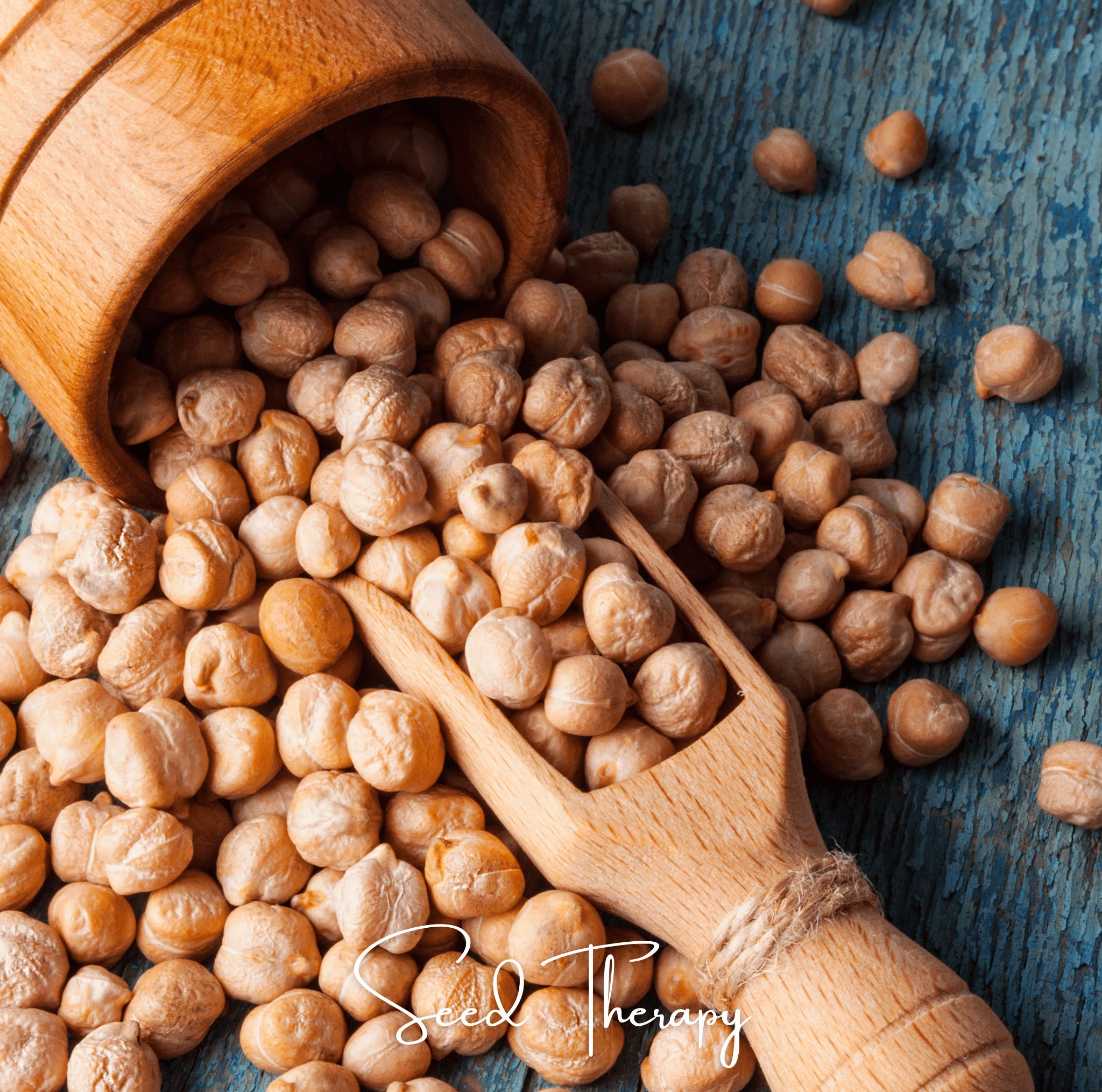 Garbanzo Bean – Chickpea – 20 Seeds Southern Seeds