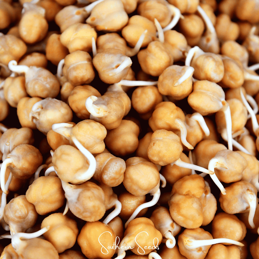 Garbanzo Bean – Chickpea – 20 Seeds Southern Seeds