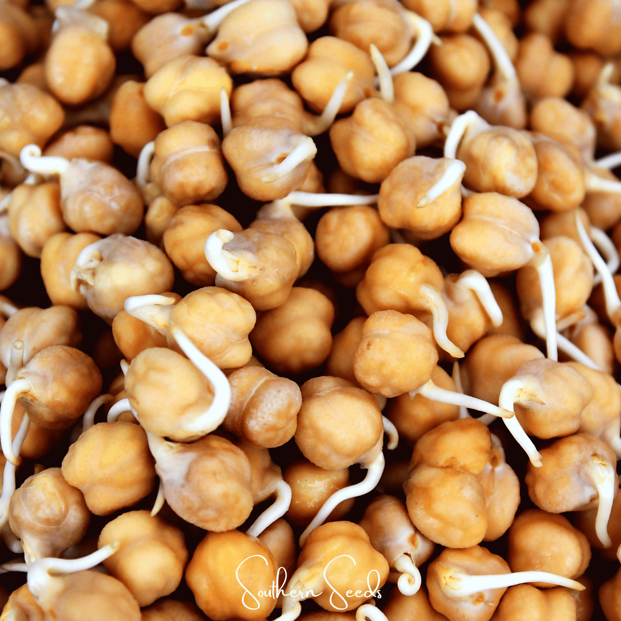 Garbanzo Bean – Chickpea – 20 Seeds Southern Seeds