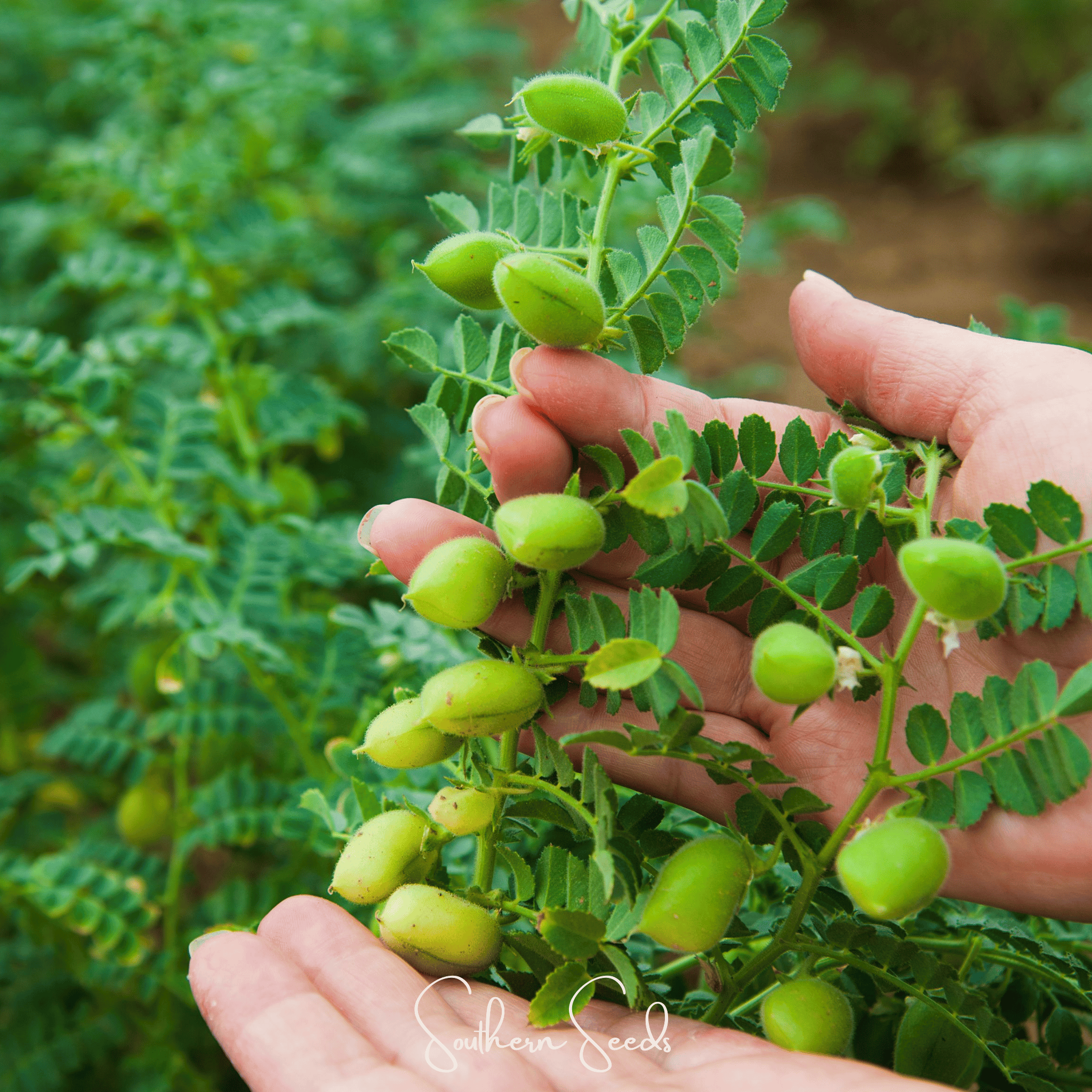 Garbanzo Bean – Chickpea – 20 Seeds Southern Seeds