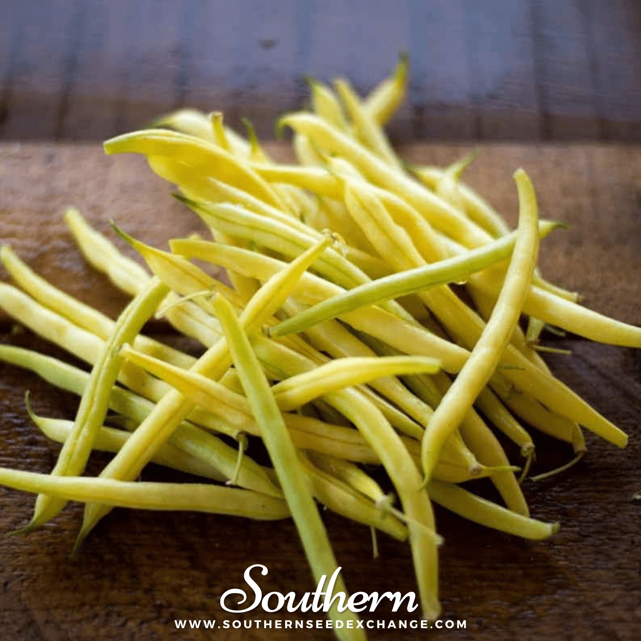 Gold Rush Bean (Bush) – 30 Seeds Southern Seeds