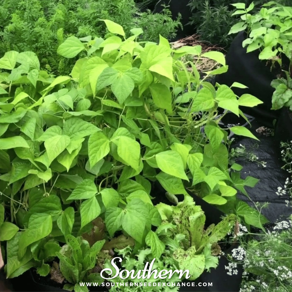 Gold Rush Bean (Bush) – 30 Seeds Southern Seeds