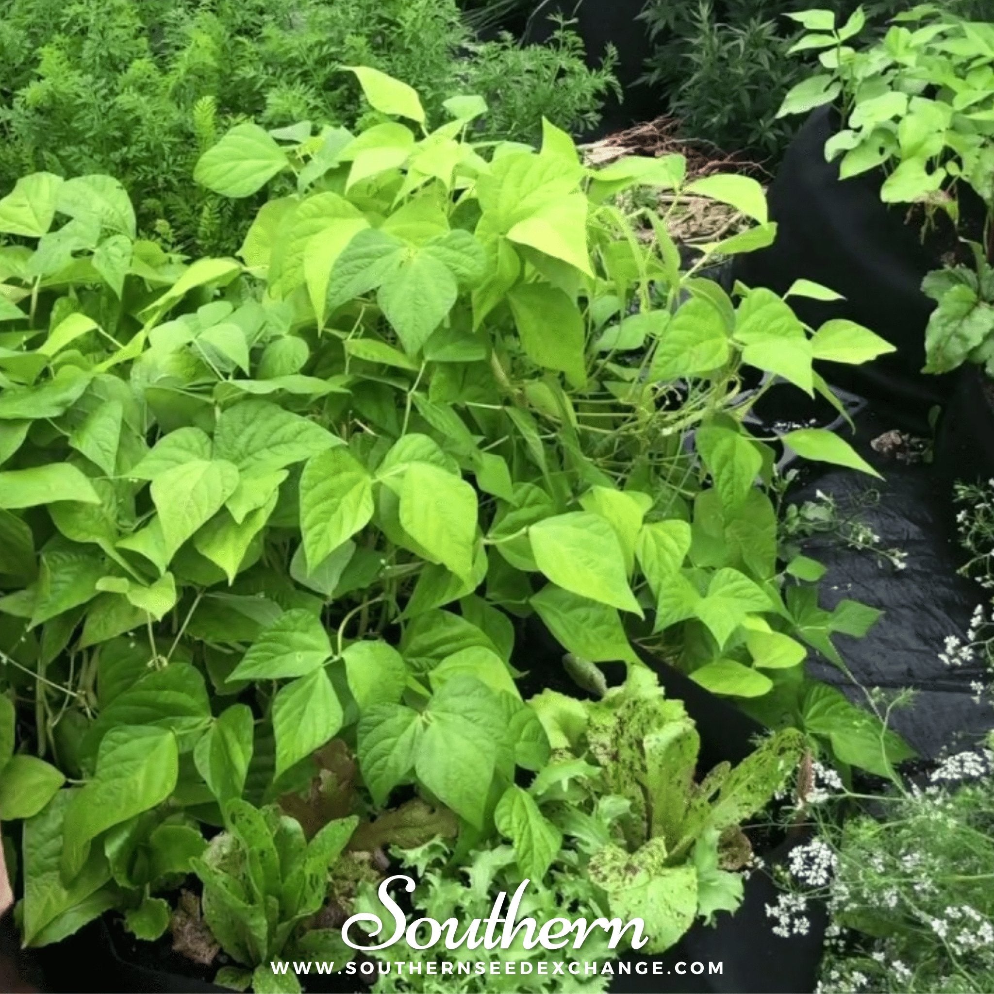 Gold Rush Bean (Bush) – 30 Seeds Southern Seeds