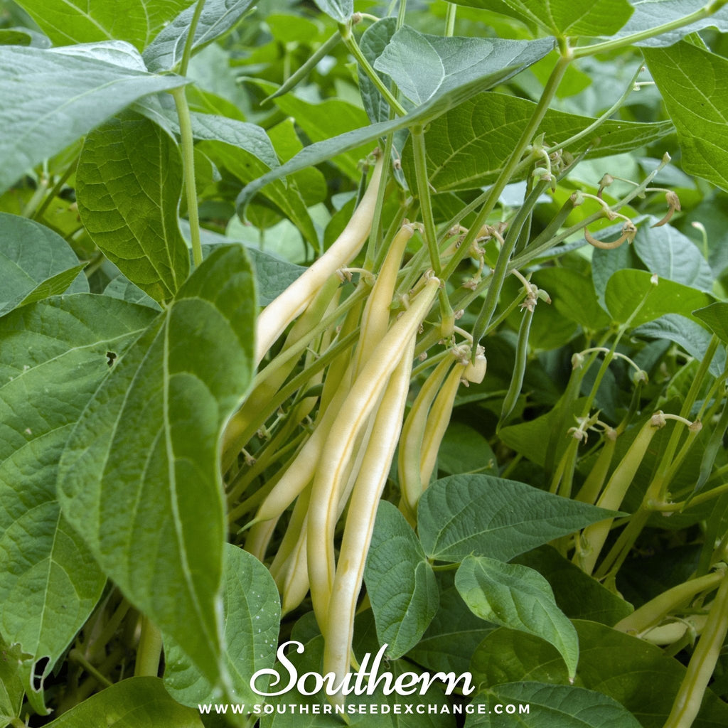 Gold Rush Bean (Bush) – 30 Seeds Southern Seeds