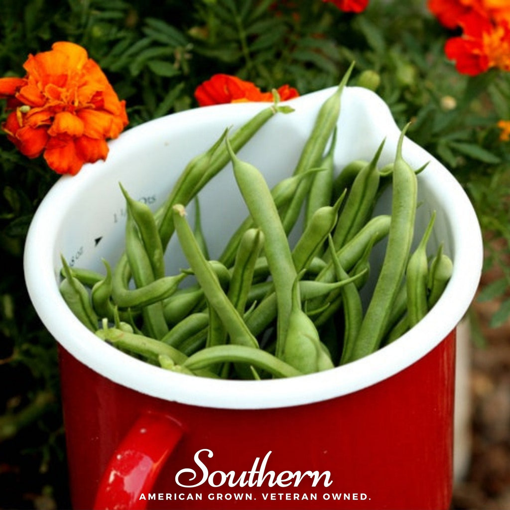 Kentucky Blue Bean (Pole) – 50 Seeds Southern Seeds