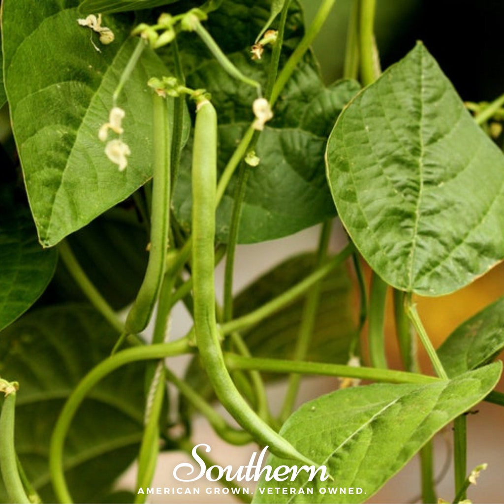 Kentucky Blue Bean (Pole) – 50 Seeds Southern Seeds