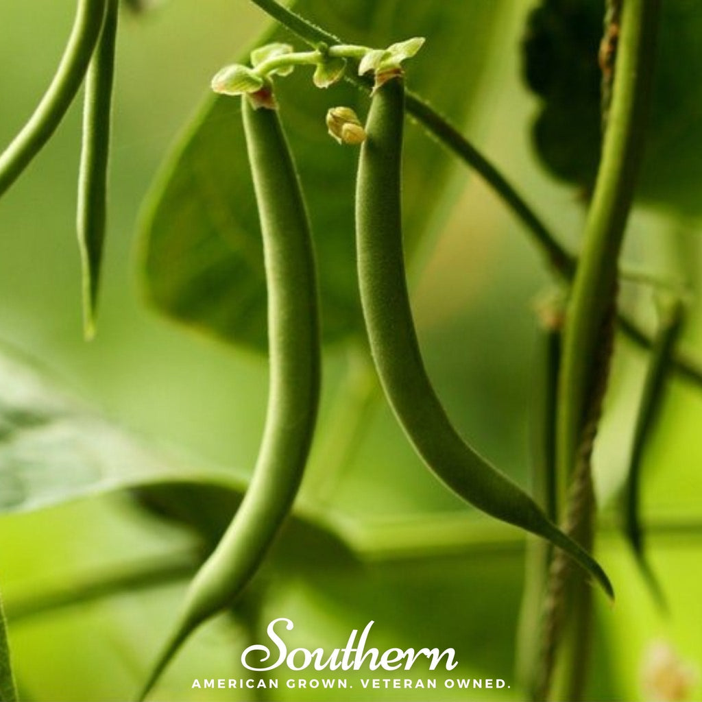 Kentucky Blue Bean (Pole) – 50 Seeds Southern Seeds