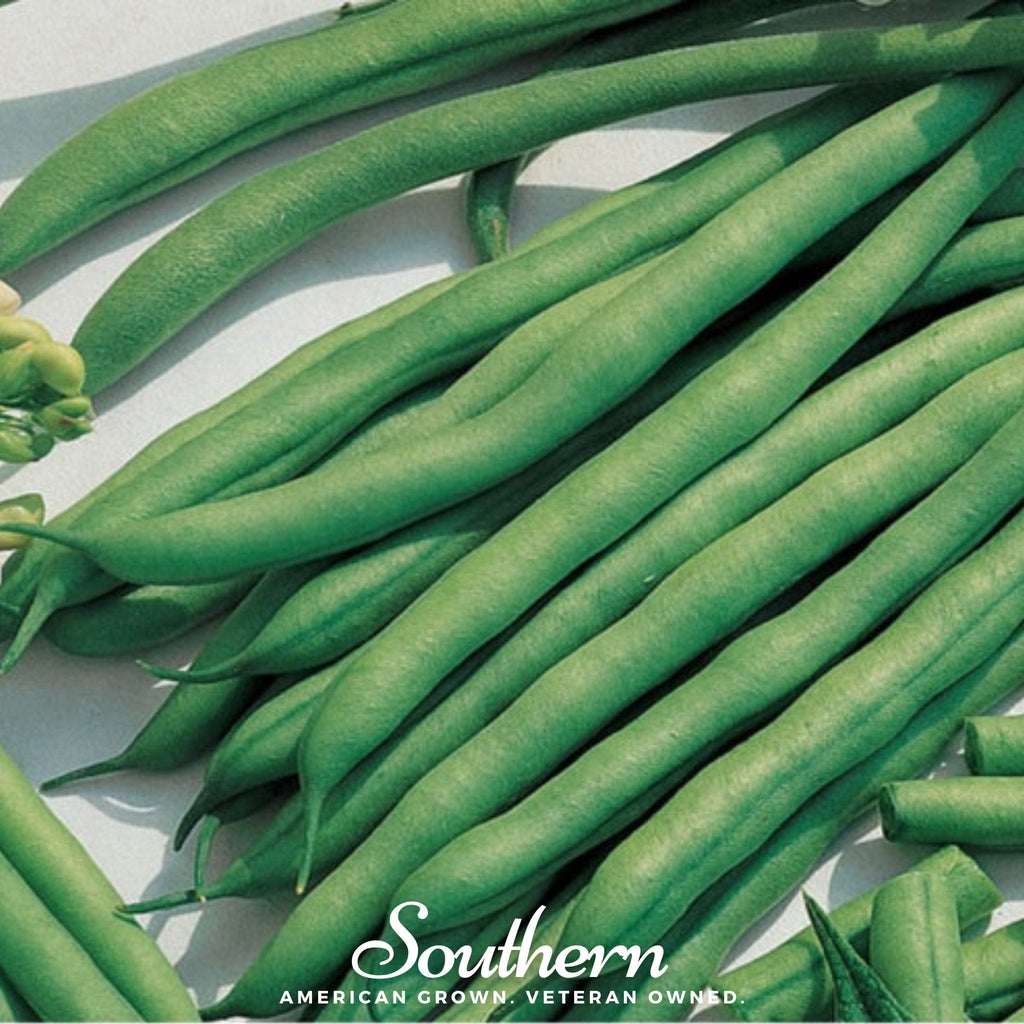 Kentucky Blue Bean (Pole) – 50 Seeds Southern Seeds