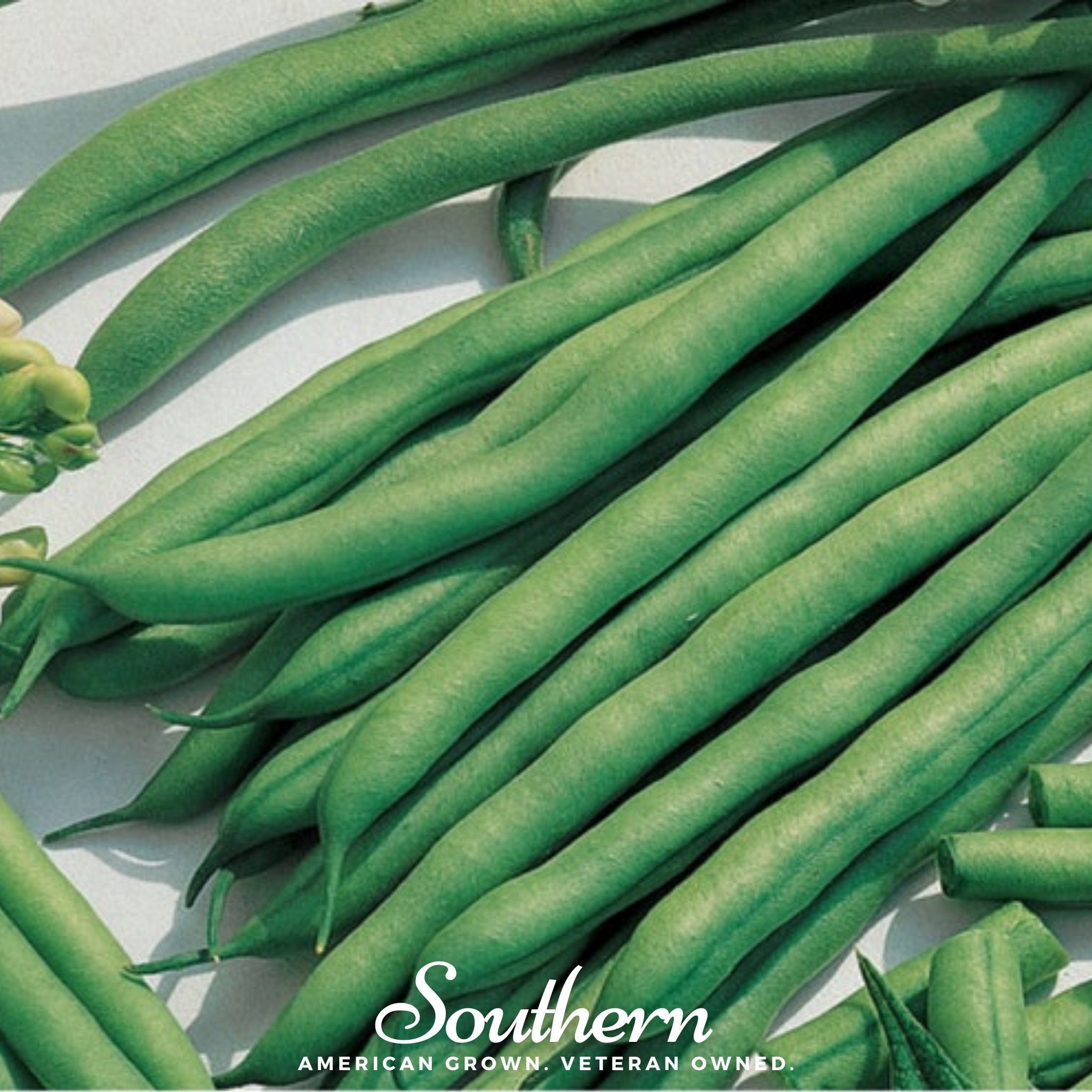 Kentucky Blue Bean (Pole) – 50 Seeds Southern Seeds