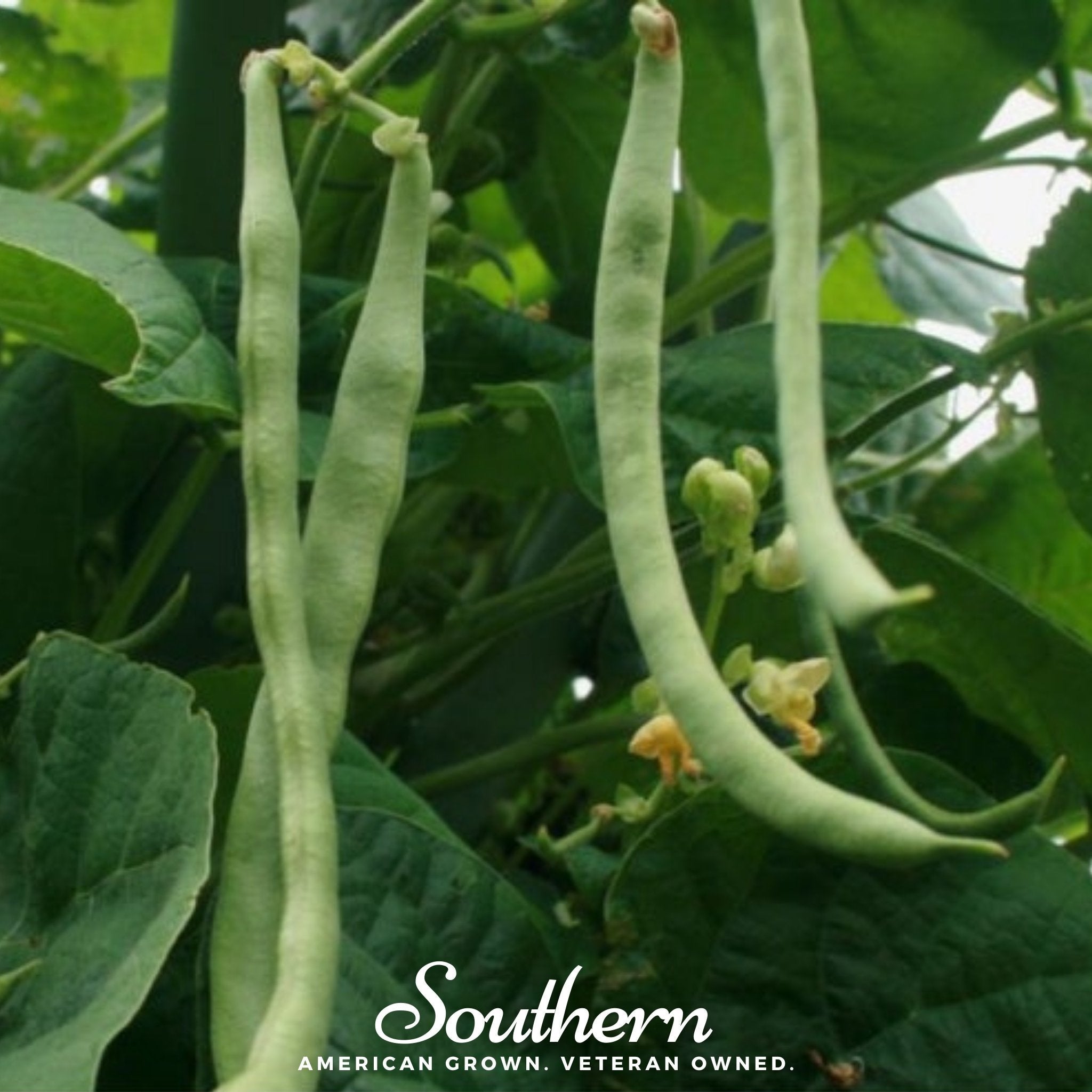 Kentucky Wonder Bean (Pole) – 50 Seeds Southern Seeds