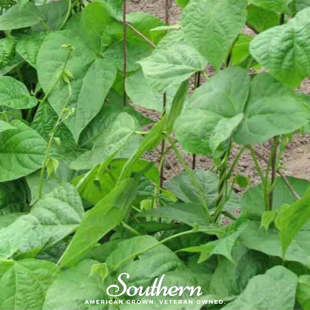 Kentucky Wonder Bean (Pole) – 50 Seeds Southern Seeds