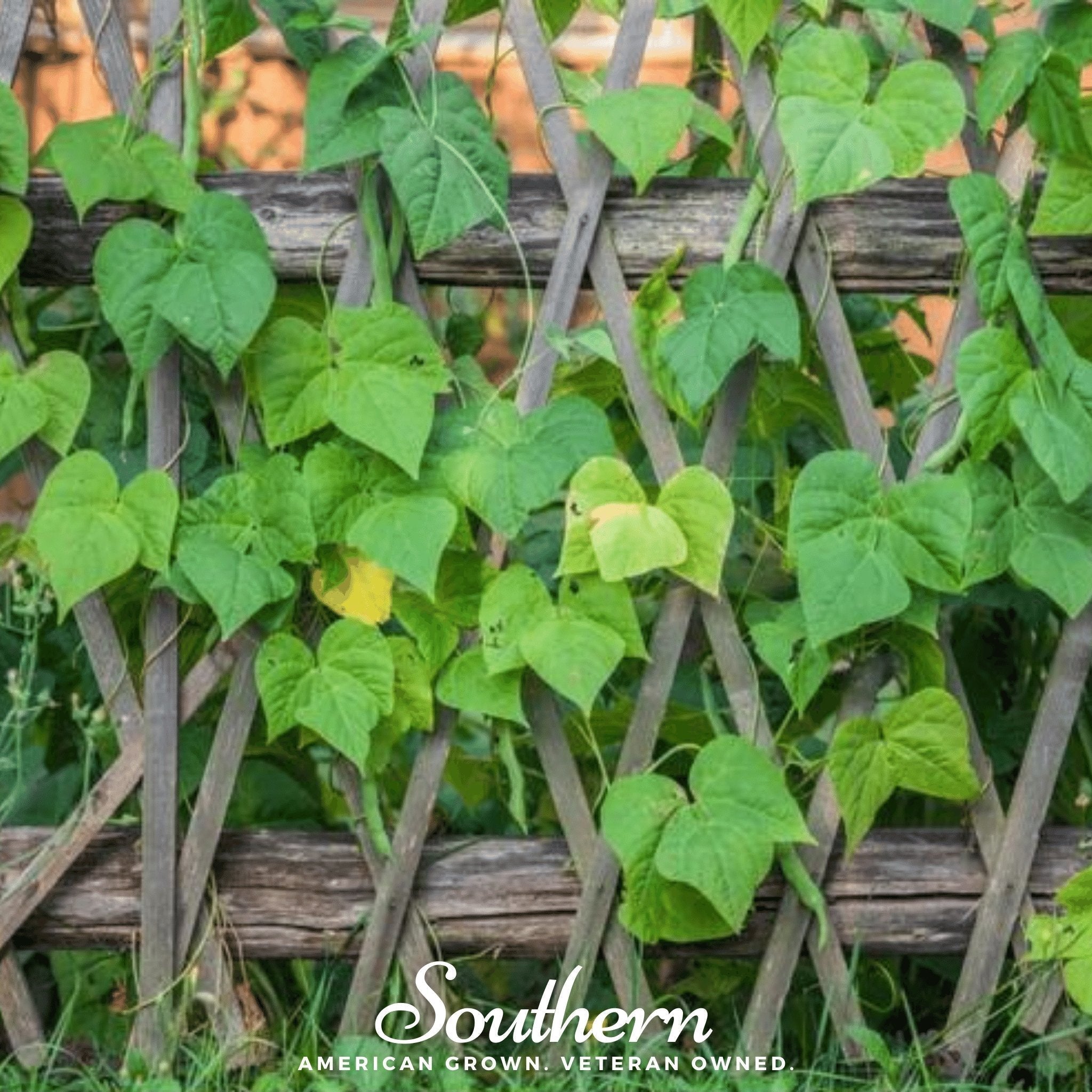 Dark Red Kidney Bean (Bush) – 20 Seeds Southern Seeds