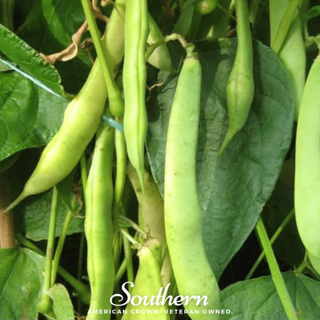 Dark Red Kidney Bean (Bush) – 20 Seeds Southern Seeds