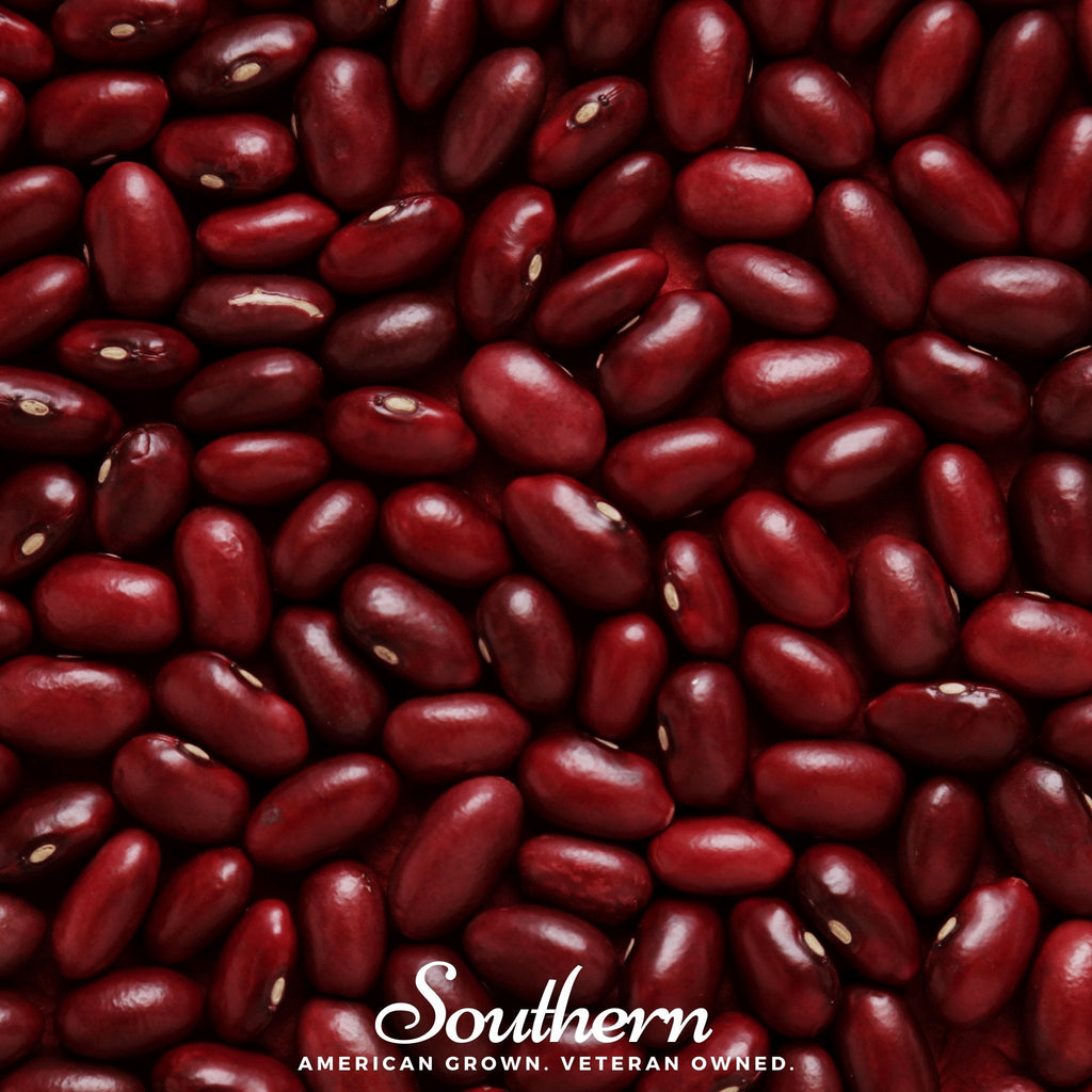 Dark Red Kidney Bean (Bush) – 20 Seeds Southern Seeds