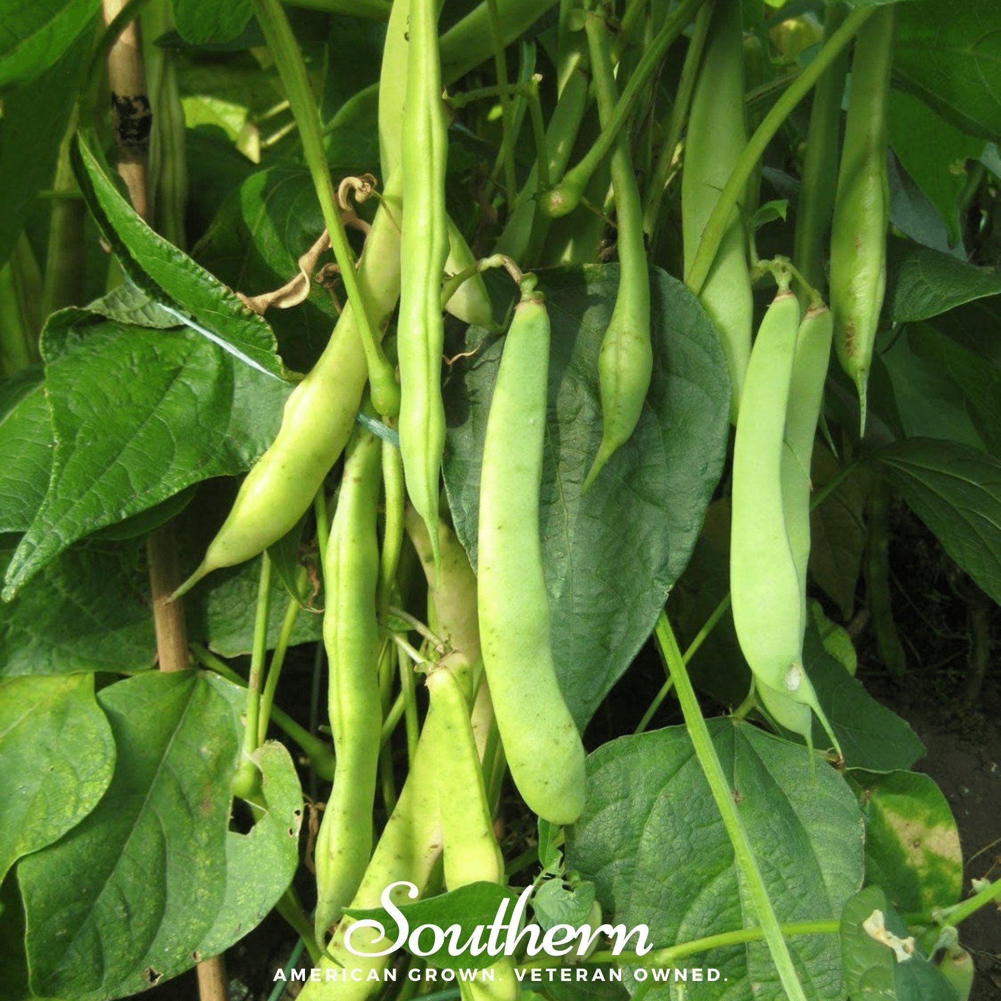 Light Red Kidney Bean (Bush) – 20 Seeds Southern Seeds