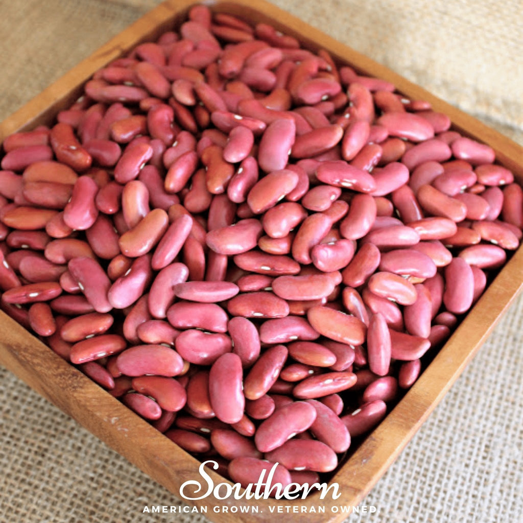 Light Red Kidney Bean (Bush) – 20 Seeds Southern Seeds