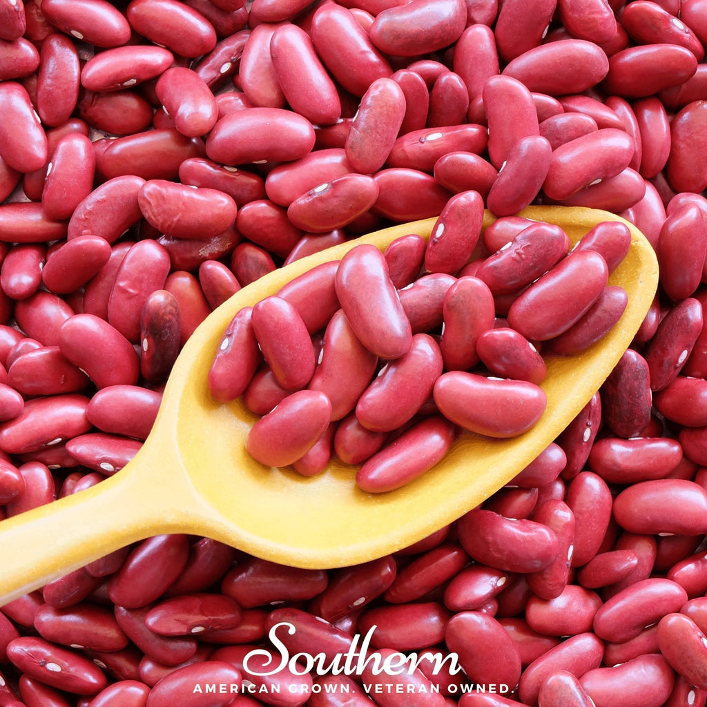 Light Red Kidney Bean (Bush) – 20 Seeds Southern Seeds
