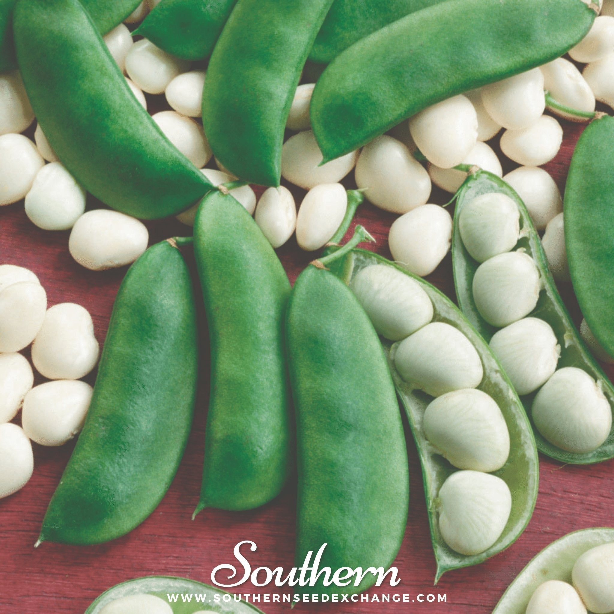 Henderson Lima Bean (Pole) – 15 Seeds Southern Seeds