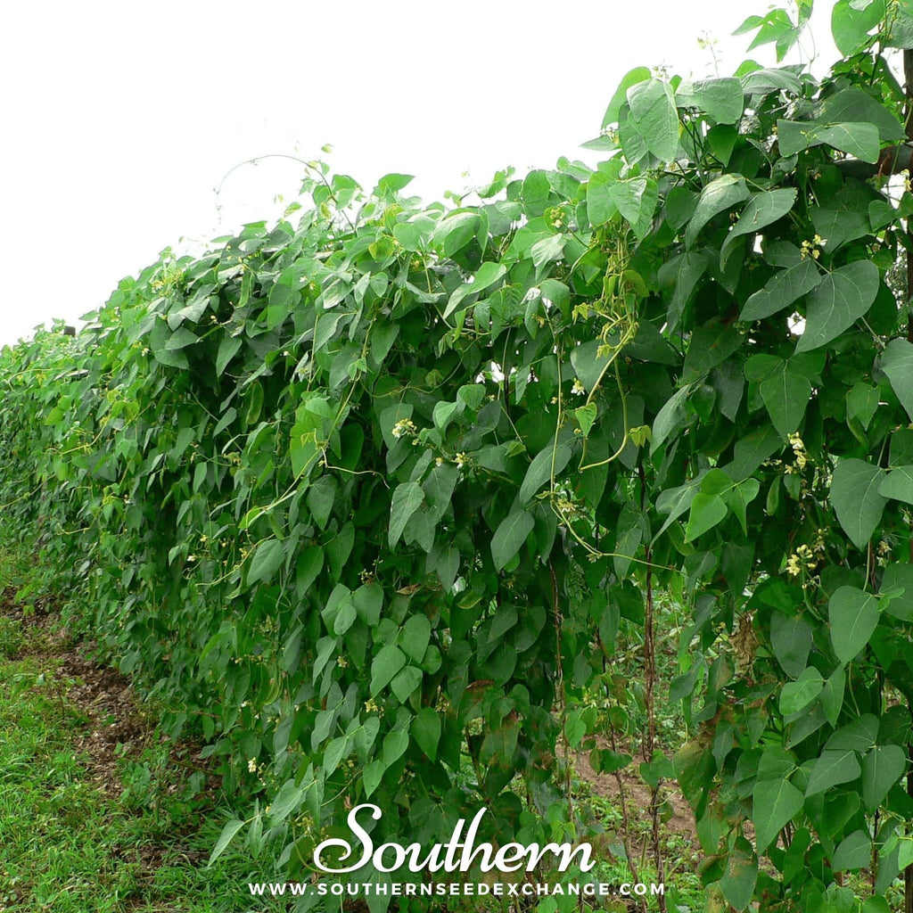 Henderson Lima Bean (Pole) – 15 Seeds Southern Seeds
