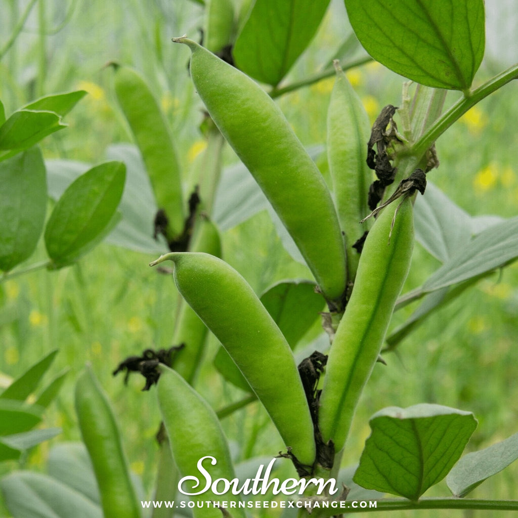 Henderson Lima Bean (Pole) – 15 Seeds Southern Seeds